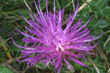 Cirsium acaule