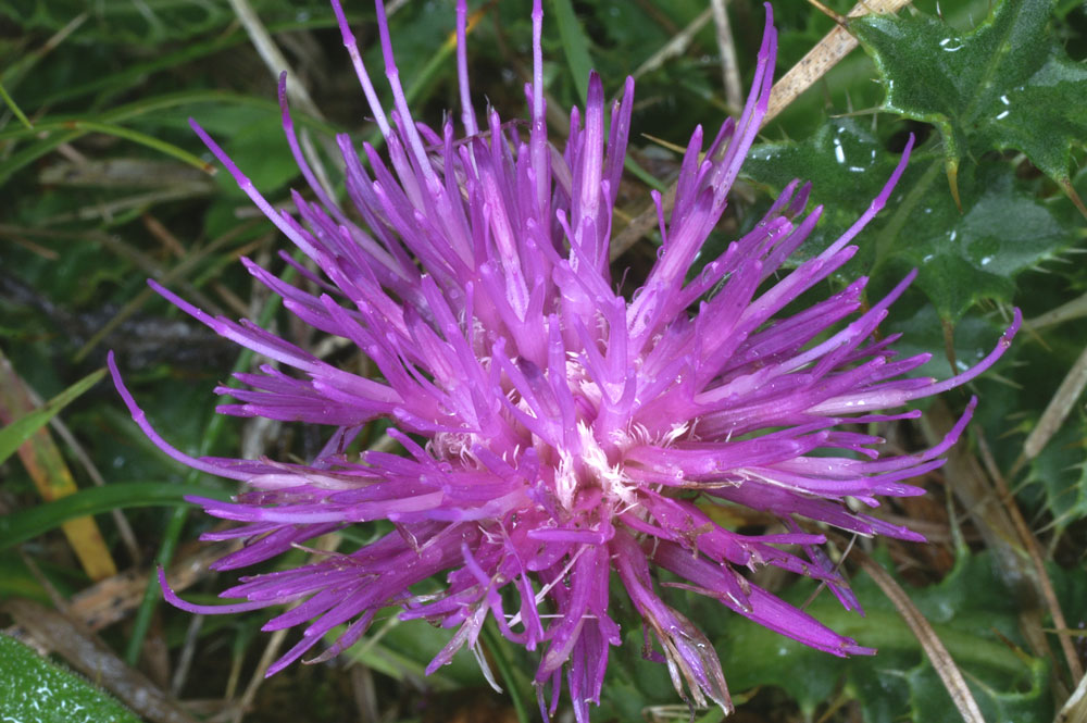 Cirsium acaule