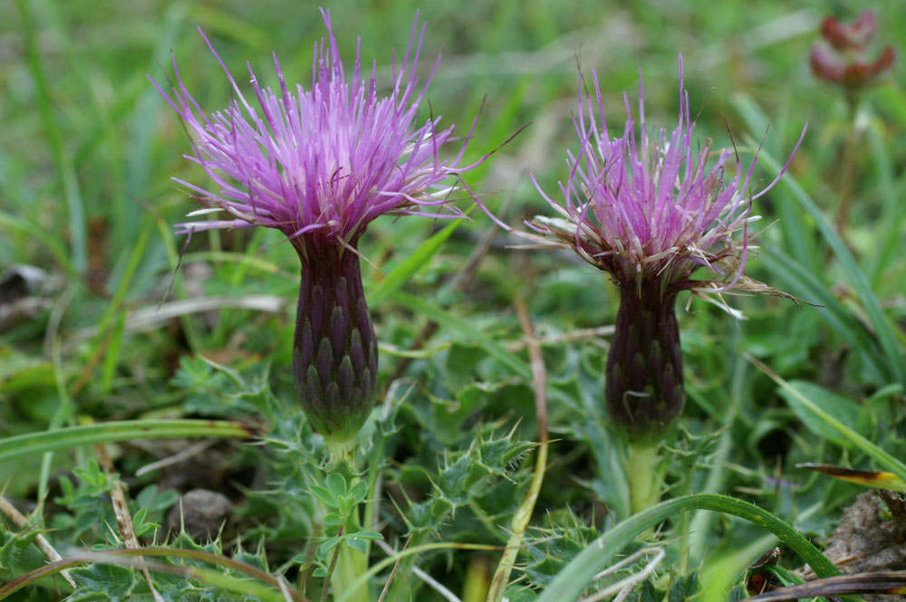 Cirsium acaule