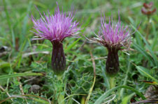 Cirsium acaule