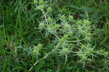 Eryngium campestre