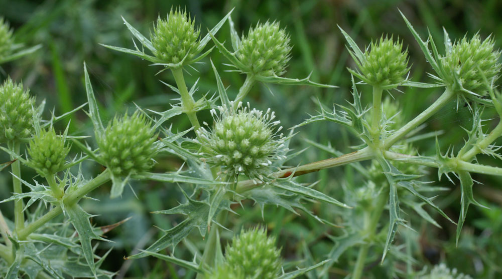 Eryngium campestre