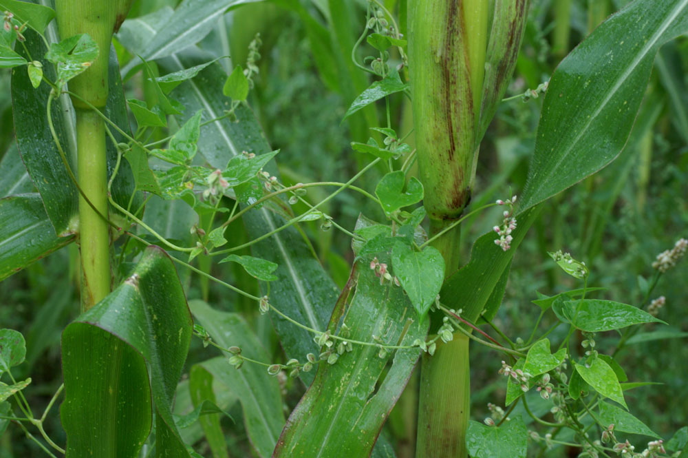 Fallopia dumetorum