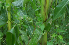 Fallopia dumetorum