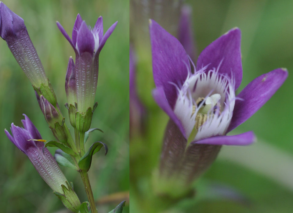 Gentianella germanica