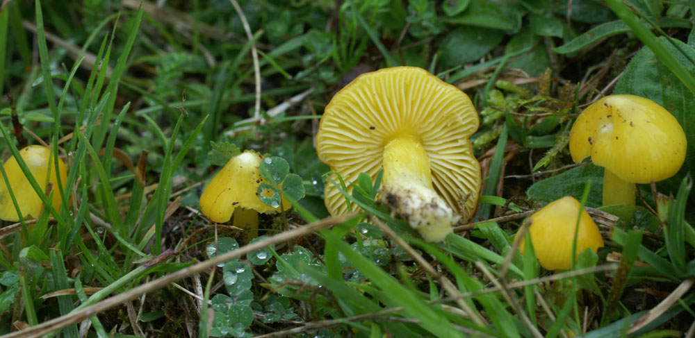 Hygrocybe euroflavescens