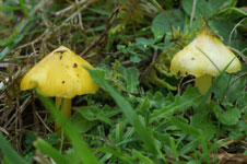 Hygrocybe euroflavescens