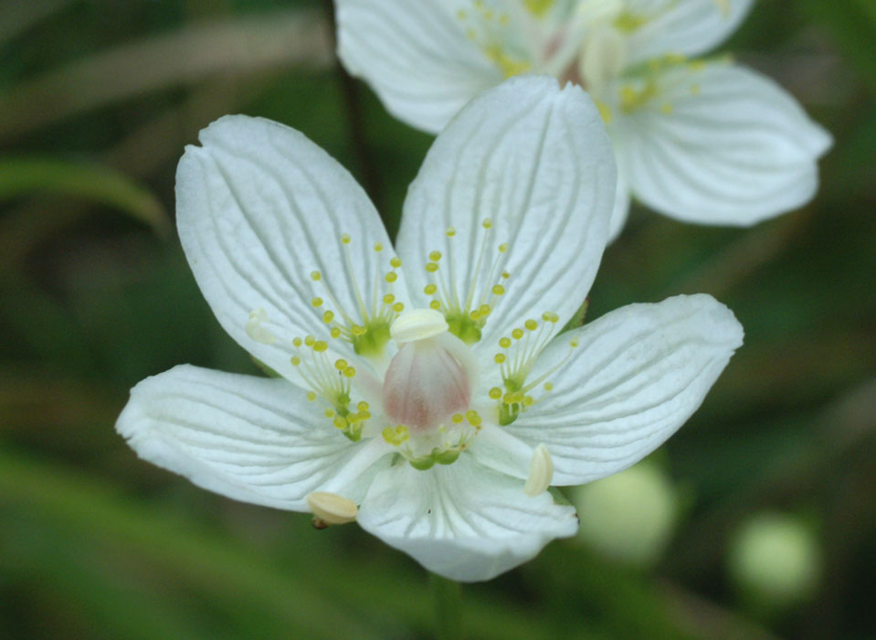 Parnassia palustris