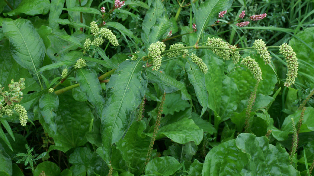 Polygonum lapathifolium