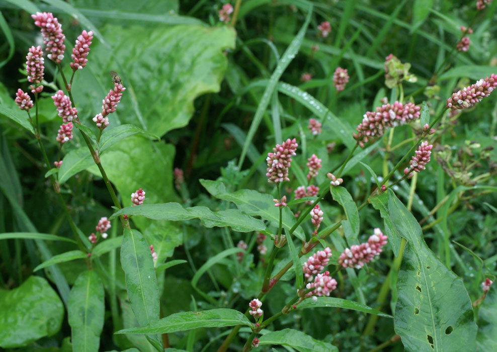 Polygonum persicaria