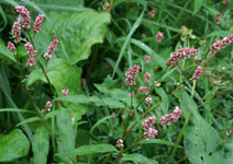 Polygonum persicaria