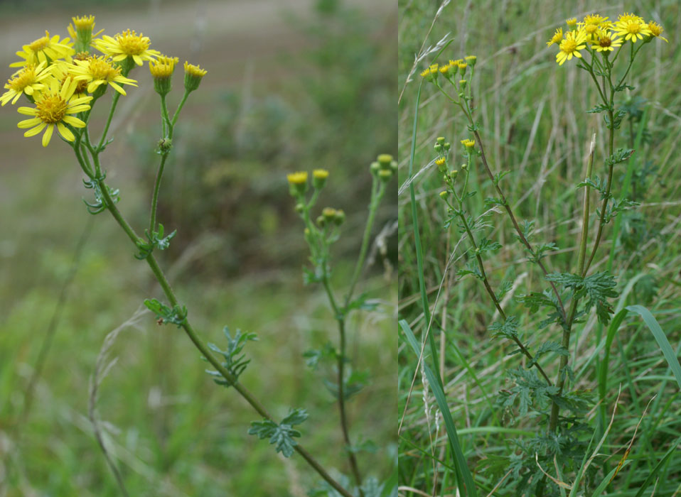 Senecio erucifolius