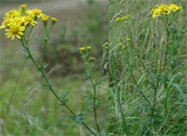 Senecio erucifolius