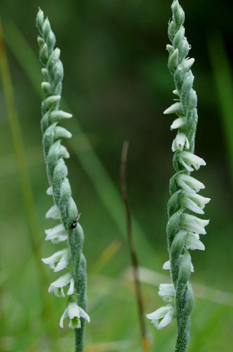 Spiranthes spiralis 