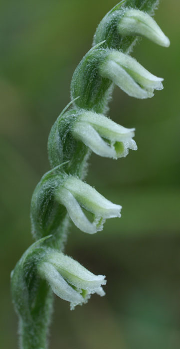 Spiranthes spiralis 