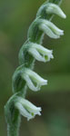 Spiranthes spiralis