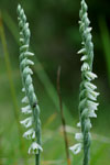 Spiranthes spiralis