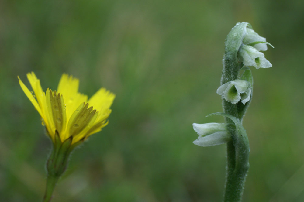 Spiranthes spiralis  & Hieracium pilosella