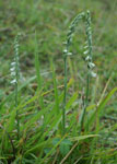 Spiranthes spiralis