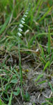 Spiranthes spiralis