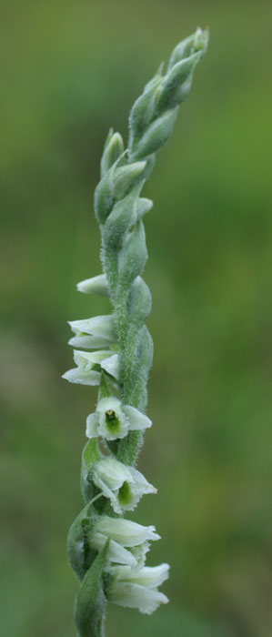 Spiranthes spiralis 