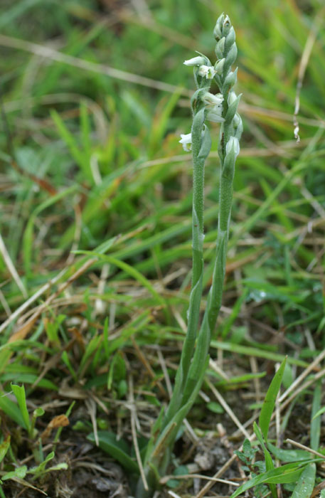 Spiranthes spiralis 