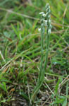 Spiranthes spiralis