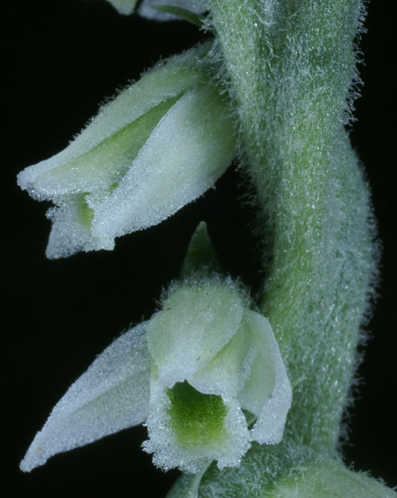 Spiranthes spiralis 