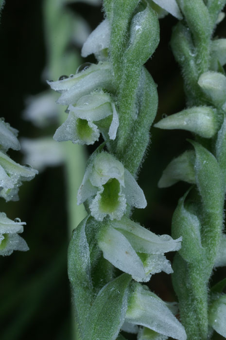 Spiranthes spiralis 