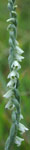 Spiranthes spiralis