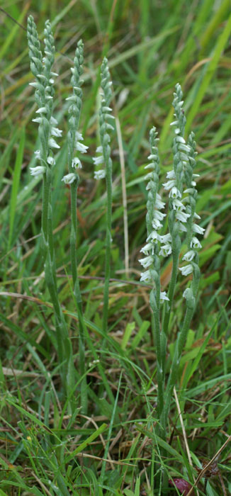 Spiranthes spiralis 