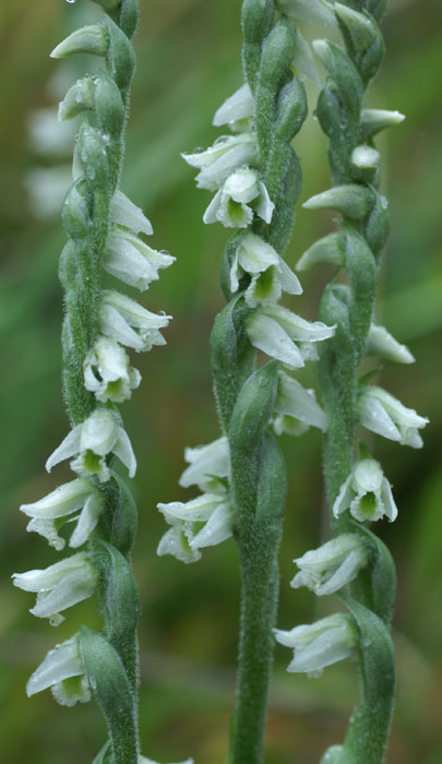 Spiranthes spiralis 