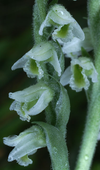 Spiranthes spiralis 