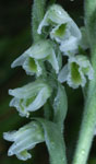 Spiranthes spiralis