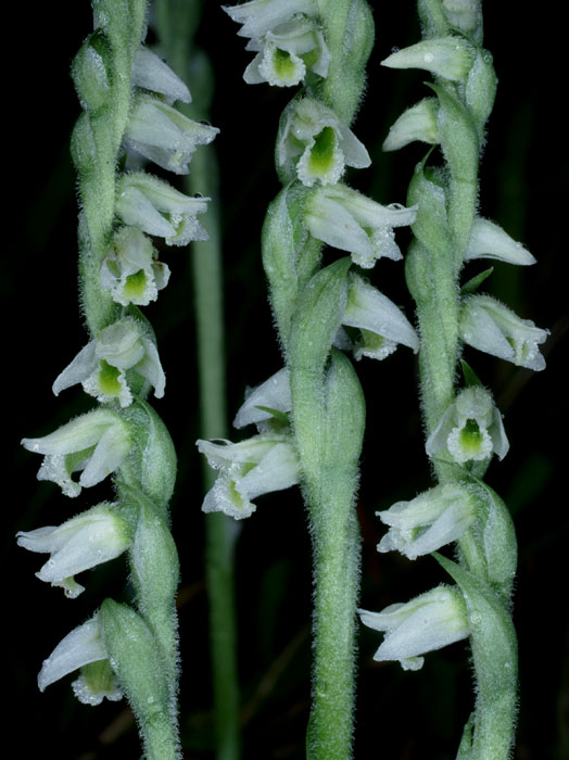 Spiranthes spiralis 