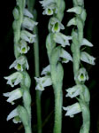 Spiranthes spiralis