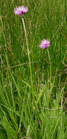 Cirsium dissectum