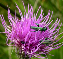 Cirsium dissectum