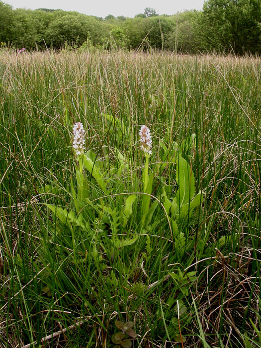 Dactylorhiza incarnata