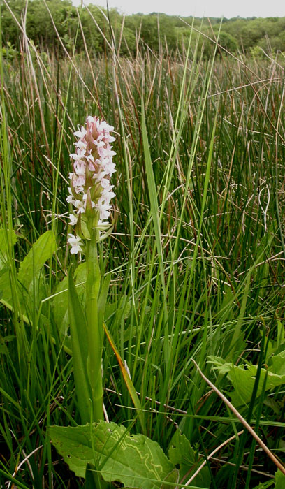 Dactylorhiza incarnata