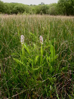 Dactylorhiza incarnata