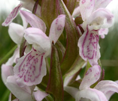 Dactylorhiza incarnata