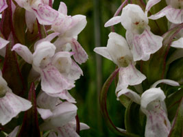 Dactylorhiza incarnata