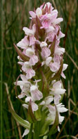 Dactylorhiza incarnata