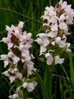 Dactylorhiza incarnata