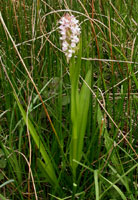 Dactylorhiza incarnata