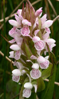 Dactylorhiza incarnata