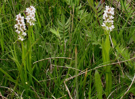 Dactylorhiza incarnata