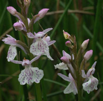 Dactylorhiza maculata x incarnata