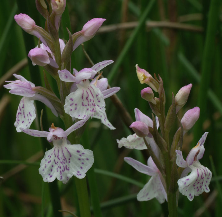 Dactylorhiza maculata x incarnata